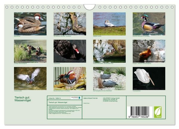 Produktbild: Tierisch gut: Wasserv&ouml;gel (Wandkalender 2026 DIN A4 quer), CALVENDO Monatskalender