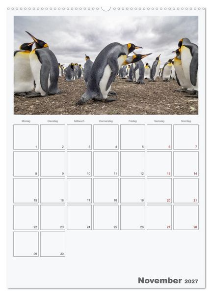 Produktbild: Alltag bei den Pinguinen auf Falkland (Wandkalender 2027 DIN A2 hoch), CALVENDO Monatskalender