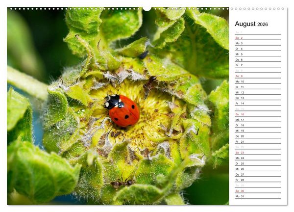Produktbild: Marienk&auml;fer 2026 (Wandkalender 2026 DIN A2 quer), CALVENDO Monatskalender