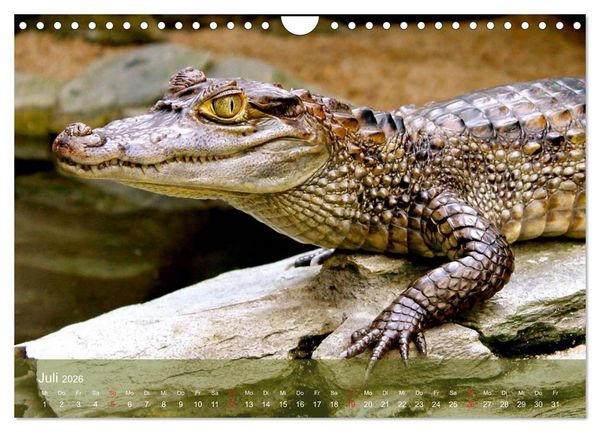 Produktbild: Alligatoren und Co. (Wandkalender 2026 DIN A4 quer), CALVENDO Monatskalender