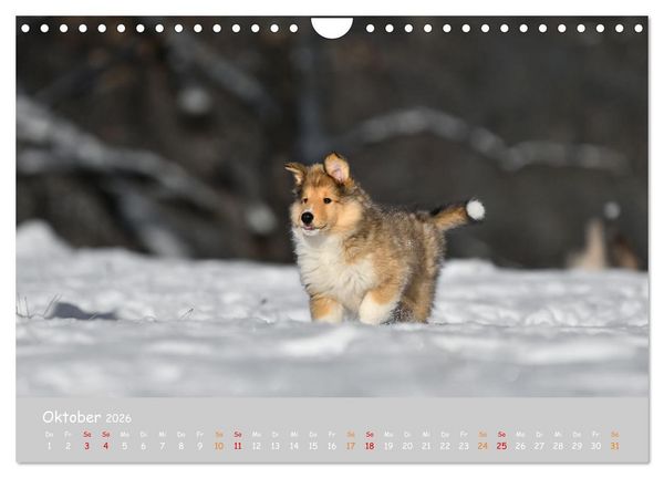 Produktbild: Collie Welpen im Schnee (Wandkalender 2026 DIN A4 quer), CALVENDO Monatskalender