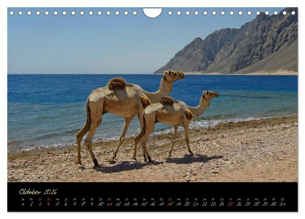 Produktbild: &Auml;gypten - Eine Entdeckungsreise (Wandkalender 2026 DIN A4 quer), CALVENDO Monatskalender