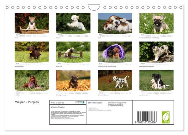Produktbild: Welpen - Puppies (Wandkalender 2026 DIN A4 quer), CALVENDO Monatskalender