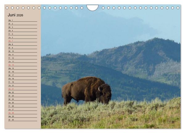 Produktbild: B&uuml;ffel. Wisent und Bison (Wandkalender 2026 DIN A4 quer), CALVENDO Monatskalender