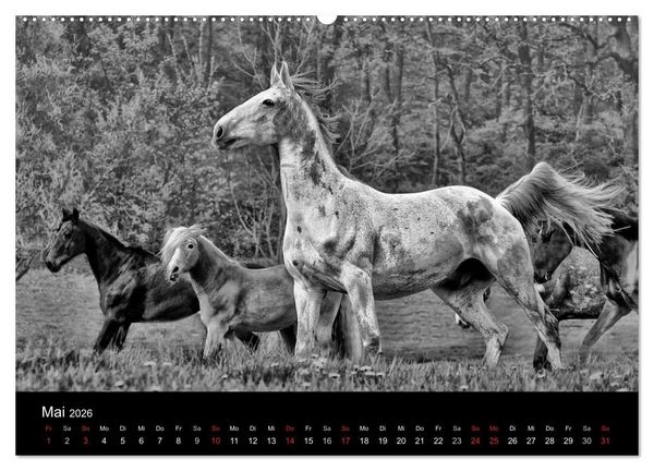 Produktbild: Pferde 2026 Wild Thing (Wandkalender 2026 DIN A2 quer), CALVENDO Monatskalender