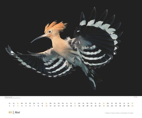 Produktbild: Tim Flach: Vögel 2026 – Posterkalender von DUMONT– Vogel-Porträts von Tim Flach – Poster-Format 50 x 70 cm
