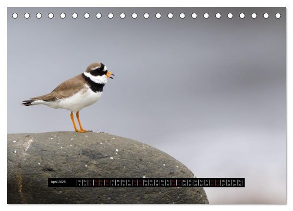 Produktbild: V&ouml;gel auf Island (Tischkalender 2026 DIN A5 quer), CALVENDO Monatskalender