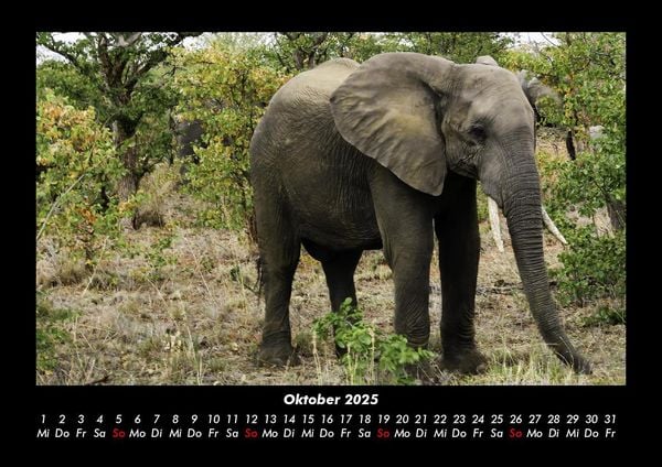 Produktbild: Elefanten 2025 Fotokalender DIN A3