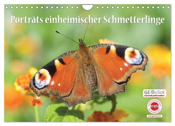 Produktbild: GEOclick Lernkalender: Portr&auml;ts einheimischer Schmetterlinge (Wandkalender 2026 DIN A4 quer), CALVENDO Monatskalender