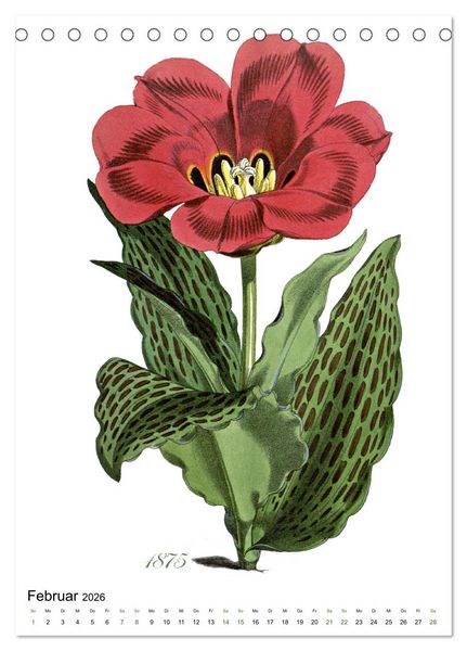 Produktbild: Tulpen - Jahr (Tischkalender 2026 DIN A5 hoch), CALVENDO Monatskalender