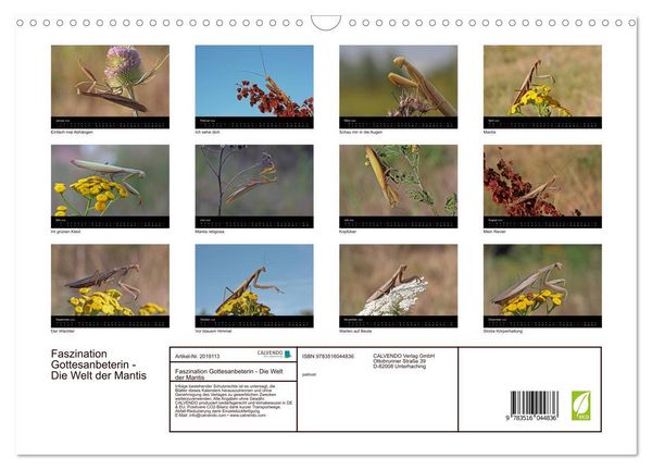 Produktbild: Faszination Gottesanbeterin - Die Welt der Mantis (Wandkalender 2026 DIN A3 quer), CALVENDO Monatskalender