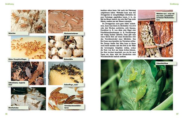 Produktbild: Tagaktive Zwerggeckos der Gattung Lygodactylus