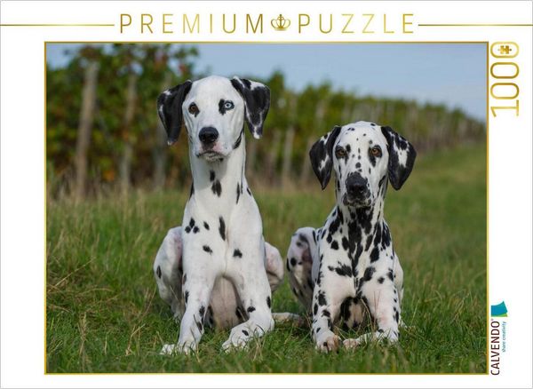 Produktbild: CALVENDO Puzzle Dalmatiner in den Weinbergen | 1000 Teile Lege-Gr&ouml;&szlig;e 64x48cm Foto-Puzzle f&uuml;r gl&uuml;ckliche Stunden