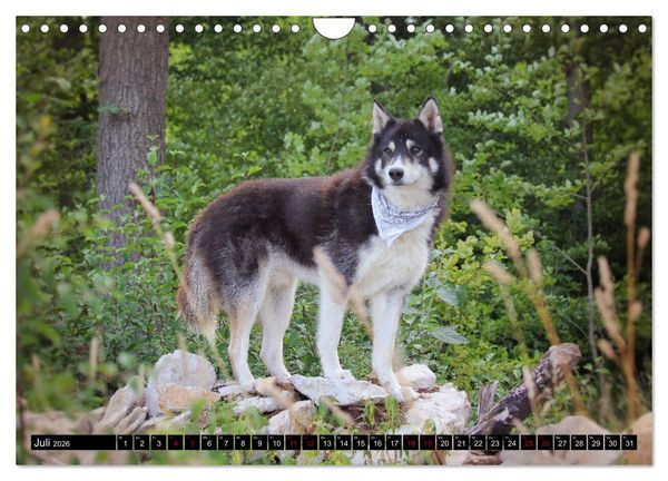 Produktbild: Faszination Husky (Wandkalender 2026 DIN A4 quer), CALVENDO Monatskalender