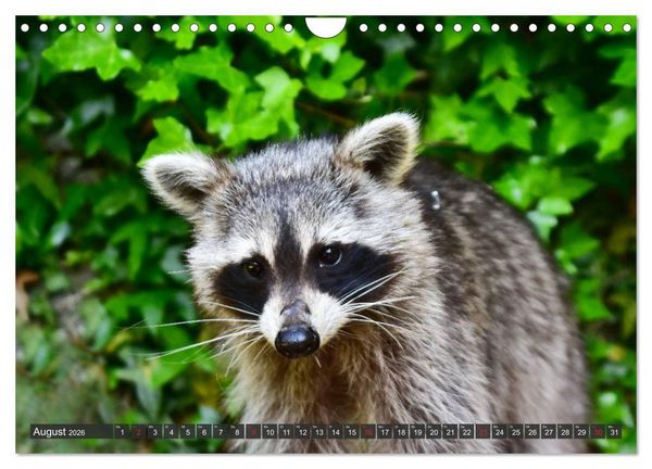 Produktbild: Besuch vom Waschb&auml;r (Wandkalender 2026 DIN A4 quer), CALVENDO Monatskalender