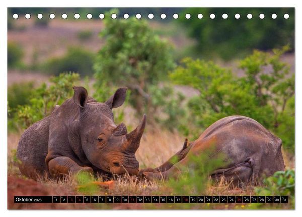 Produktbild: Safari durch das S&uuml;dliche Afrika (Tischkalender 2026 DIN A5 quer), CALVENDO Monatskalender