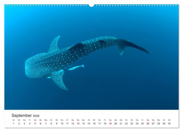 Produktbild: Tiefsee - Ein Abenteuer ins Unbekannte. (Wandkalender 2026 DIN A2 quer), CALVENDO Monatskalender