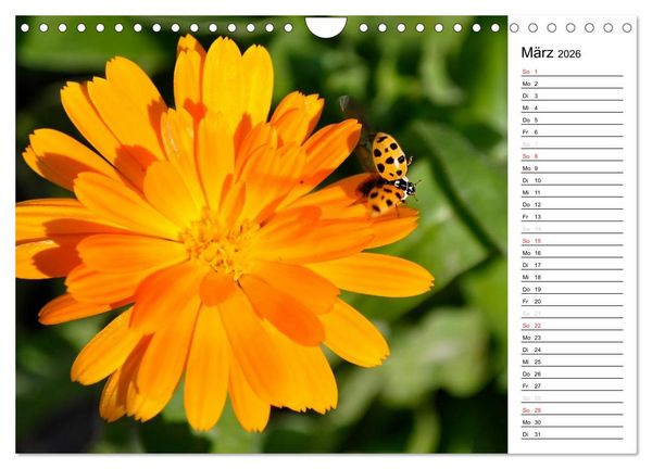 Produktbild: Marienk&auml;fer 2026 (Wandkalender 2026 DIN A4 quer), CALVENDO Monatskalender