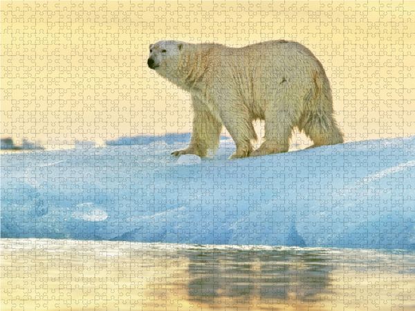 Produktbild: CALVENDO Puzzle Pr&auml;chtiger Eisb&auml;r vor einem leuchtenden Sonnenuntergang. | 1000 Teile Lege-Gr&ouml;&szlig;e 64x48cm Foto-Puzzle f&uuml;r gl&uuml;ckliche Stunden