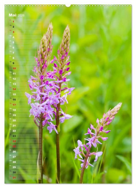 Produktbild: Auf der Suche nach Orchideen in Deutschland (Wandkalender 2026 DIN A2 hoch), CALVENDO Monatskalender