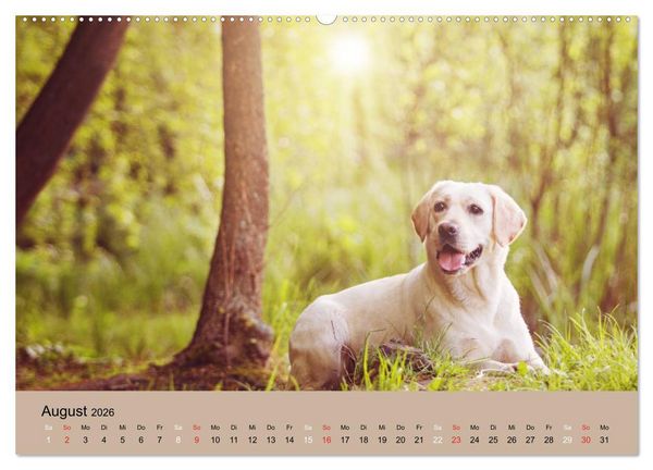 Produktbild: Labrador Retriever unsere Freunde (hochwertiger Premium Wandkalender 2026 DIN A2 quer), Kunstdruck in Hochglanz