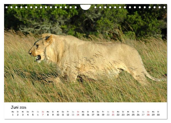 Produktbild: L&ouml;wen Impressionen (Wandkalender 2026 DIN A4 quer), CALVENDO Monatskalender