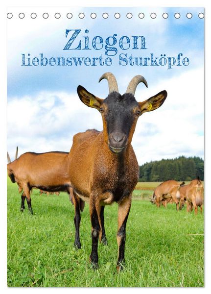 Produktbild: Ziegen - liebenswerte Sturk&ouml;pfe (Tischkalender 2026 DIN A5 hoch), CALVENDO Monatskalender