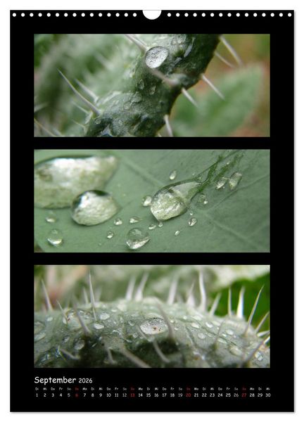 Produktbild: ZAUBERWELT DER BLUMEN - EISKRISTALLE & WASSERPERLEN (Wandkalender 2026 DIN A3 hoch), CALVENDO Monatskalender