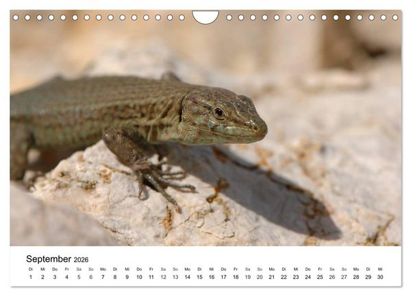 Produktbild: Faszination - Echsen (Wandkalender 2026 DIN A4 quer), CALVENDO Monatskalender