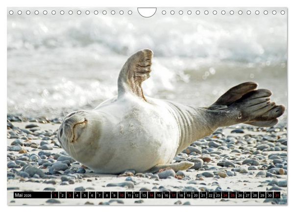 Produktbild: Robben an der Nordsee (Wandkalender 2026 DIN A4 quer), CALVENDO Monatskalender