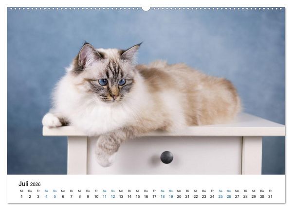 Produktbild: Heilige Birma Katzen mit traumhaft blauen Augen und wei&szlig;en Pf&ouml;tchen (Wandkalender 2026 DIN A2 quer), CALVENDO Monatskalender
