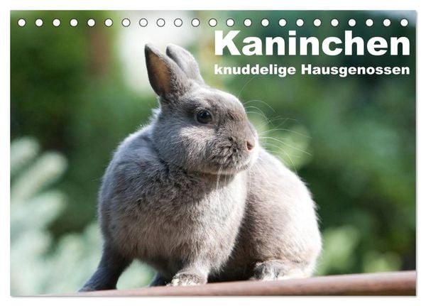 Kaninchen - knuddelige Hausgenossen (Tischkalender 2026 DIN A5 quer), CALVENDO Monatskalender