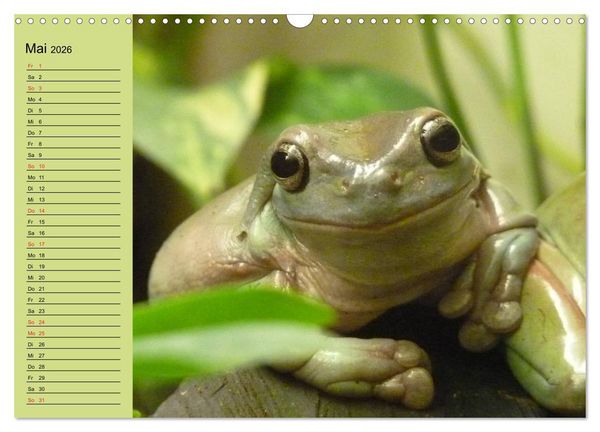 Produktbild: Frosch m&uuml;sste man sein! (Wandkalender 2026 DIN A3 quer), CALVENDO Monatskalender