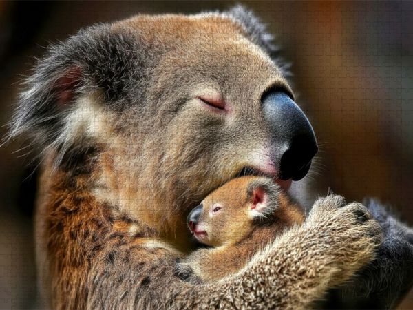 Produktbild: CALVENDO Puzzle Eine Koalamama, die ihr Neugeborenes liebevoll an ihr Gesicht dr&uuml;ckt | 1000 Teile Lege-Gr&ouml;&szlig;e 64x48cm Foto-Puzzle f&uuml;r gl&uuml;ckliche Stunde