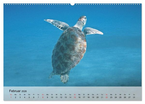 Produktbild: Meeresschildkr&ouml;ten. Nomaden der Ozeane (Wandkalender 2026 DIN A2 quer), CALVENDO Monatskalender
