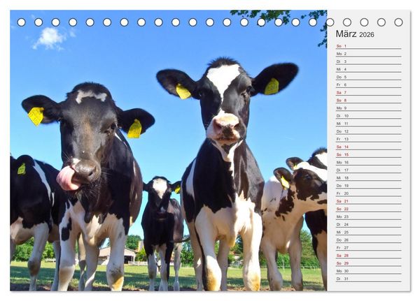 Produktbild: Die Kuh macht Muuuh! (Tischkalender 2026 DIN A5 quer), CALVENDO Monatskalender