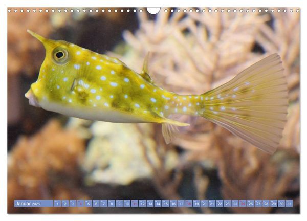 Produktbild: Bunte Welt der Fische (Wandkalender 2026 DIN A3 quer), CALVENDO Monatskalender
