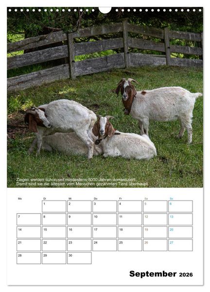 Produktbild: Liebenswerte Landtiere (Wandkalender 2026 DIN A3 hoch), CALVENDO Monatskalender
