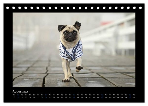 Produktbild: Der Feldfurchen-Mops (Tischkalender 2026 DIN A5 quer), CALVENDO Monatskalender