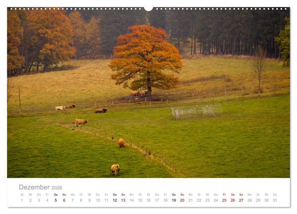 Produktbild: Wundersch&ouml;ne B&auml;ume im Sauerland (Wandkalender 2026 DIN A2 quer), CALVENDO Monatskalender