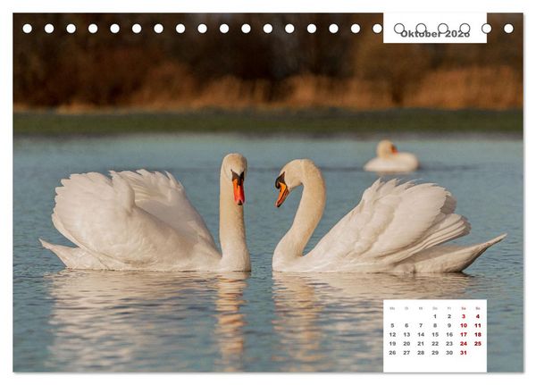 Produktbild: Zwei Tierfotografen Zw&ouml;lf Highlights (Tischkalender 2026 DIN A5 quer), CALVENDO Monatskalender