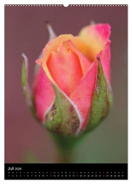 Produktbild: Zauberhafte Rosen (hochwertiger Premium Wandkalender 2026 DIN A2 hoch), Kunstdruck in Hochglanz