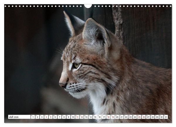 Produktbild: Familie Luchs - Die J&auml;ger mit dem Pinselohr (Wandkalender 2026 DIN A3 quer), CALVENDO Monatskalender