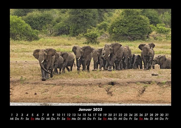Produktbild: Der Elefantenkalender 2025 Fotokalender DIN A3