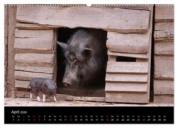 Produktbild: Schweinereien (Wandkalender 2026 DIN A2 quer), CALVENDO Monatskalender
