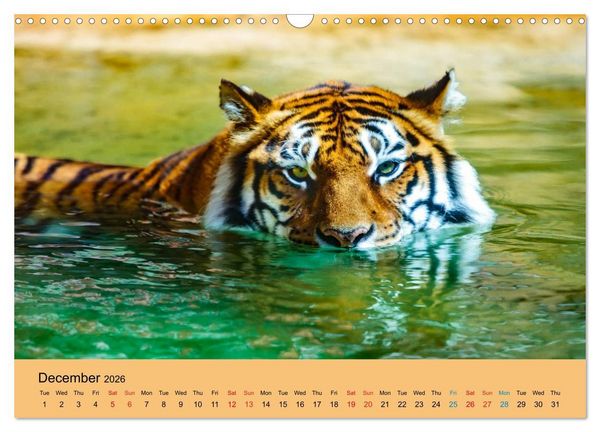 Produktbild: Just Bengal Tigers (Wall Calendar 2026 DIN A3 landscape), CALVENDO 12 Month Wall Calendar