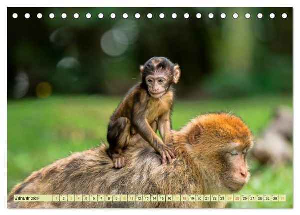 Produktbild: Affen - Affenkinder (Tischkalender 2026 DIN A5 quer), CALVENDO Monatskalender