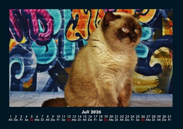 Produktbild: F&uuml;r Katzenfreunde 2026 Fotokalender DIN A4
