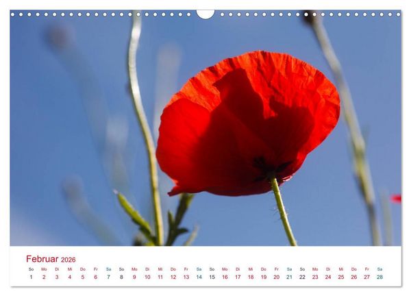 Produktbild: Mohnblumen (Wandkalender 2026 DIN A3 quer), CALVENDO Monatskalender