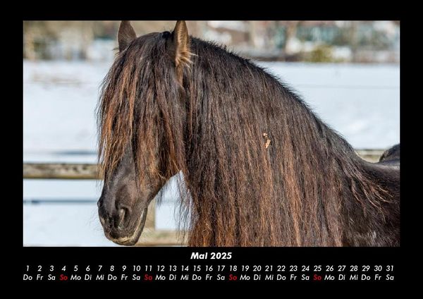 Produktbild: Die Welt der Pferde 2025 Fotokalender DIN A3